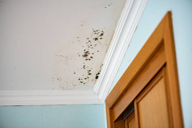 Best Water Damage Restoration  in Montague, MI