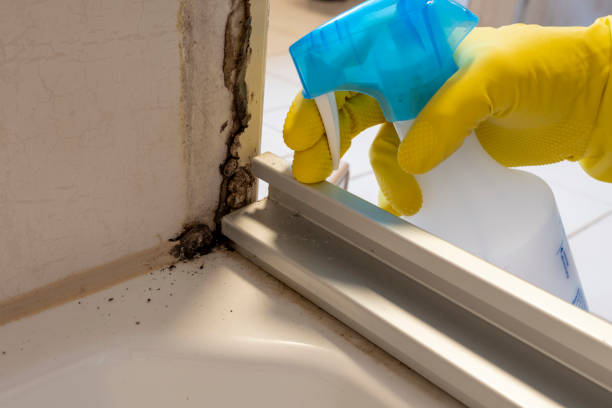 Best Black Mold Removal  in Montague, MI