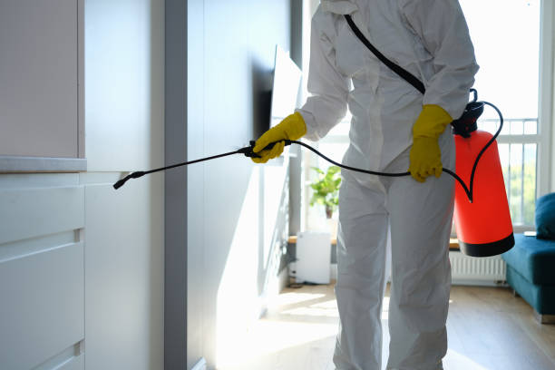 Best Same-Day Mold Removal  in Montague, MI