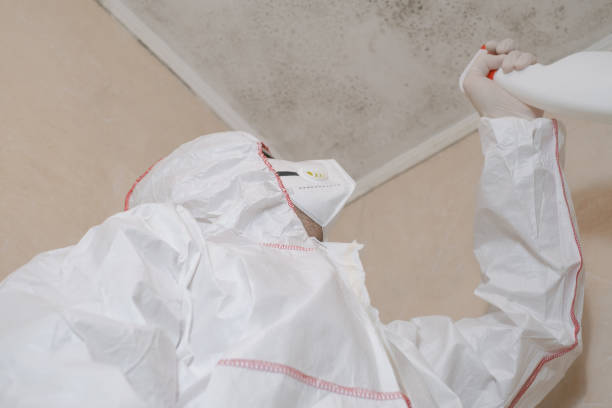 Best Home Mold Removal  in Montague, MI