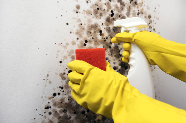 Mold Testing and Removal in Montague, MI