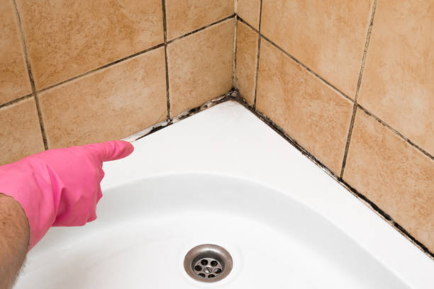 Mold Removal and Inspection in Montague, MI